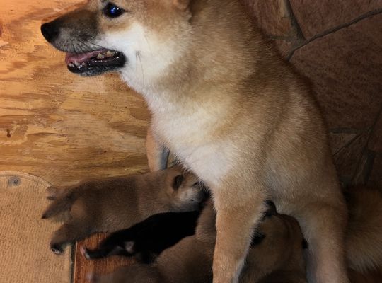 仔犬