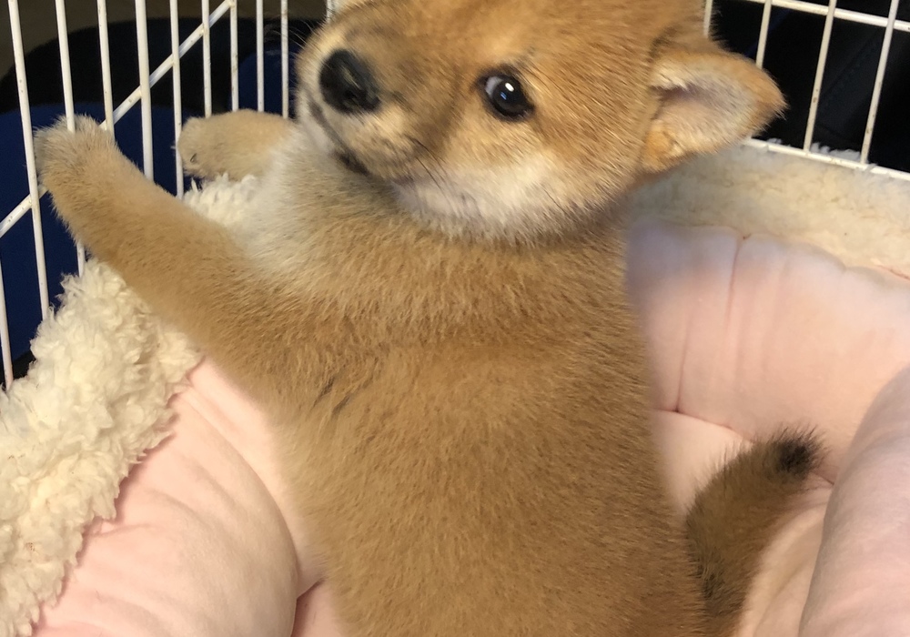 運搬 成長する 割る 柴犬 かわいい 子犬 Daijisin Taiou Com