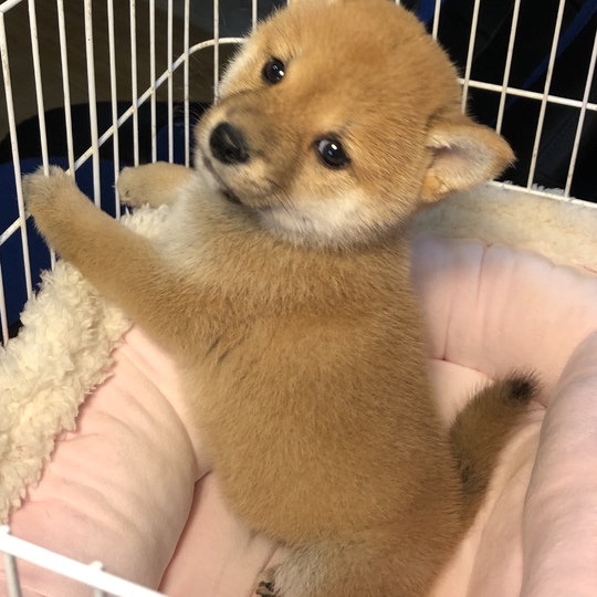 豆柴赤男の子販売中