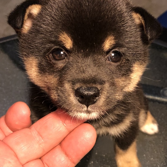 黒豆柴女の子    2