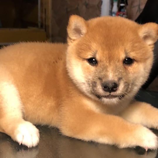 豆柴、赤、女の子