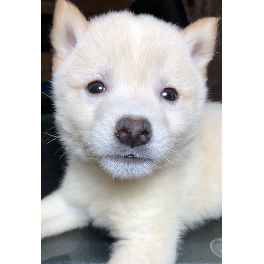 白豆柴、オス、販売中