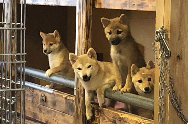 週末たびに台風 子犬のブリーダー直売店が運営するブログにて様々な情報を発信しております