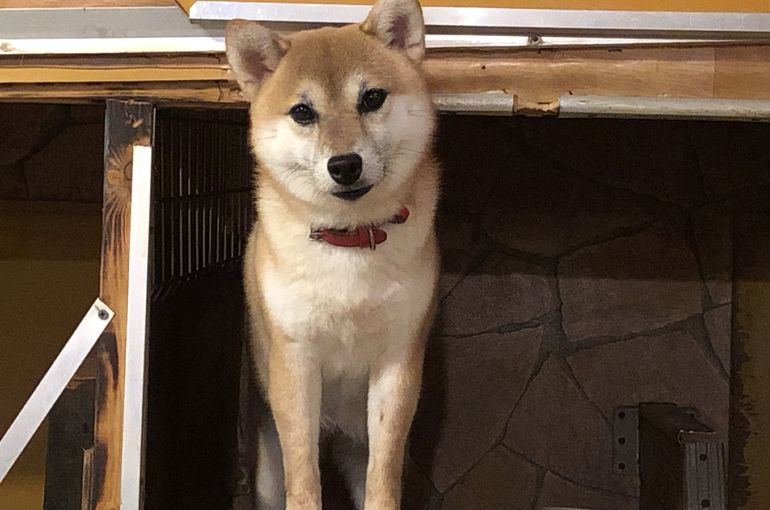 柴犬 鈴妊娠 子犬のブリーダー直売店が運営するブログにて様々な情報を発信しております