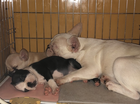 プーさんもう一匹お願い！はに