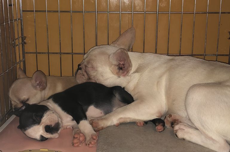 プーさんもう一匹お願い！はに