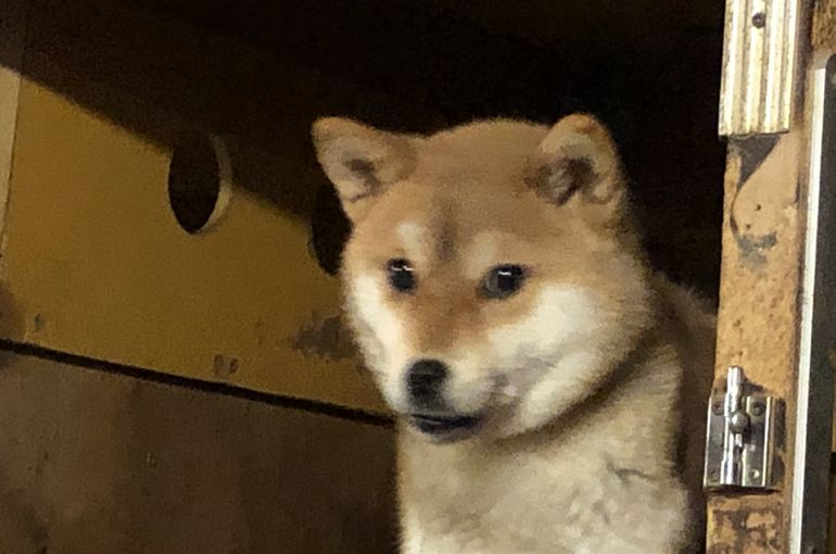 3ちゃんも初のお産か？