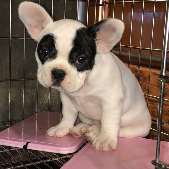 フロント、パイド、女の子