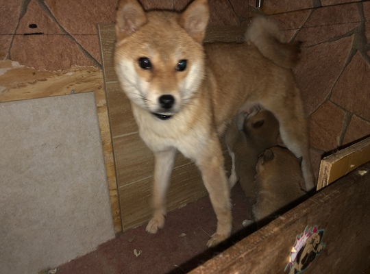 柴犬三ちゃん子育て奮闘中