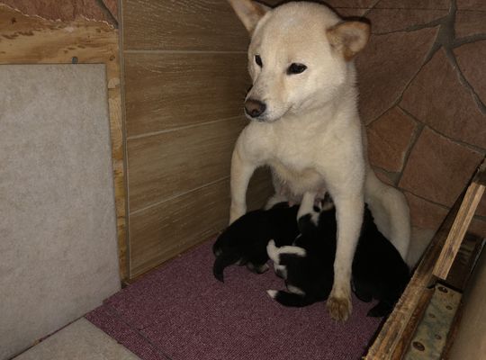 黒豆柴、オス三匹うまれてます