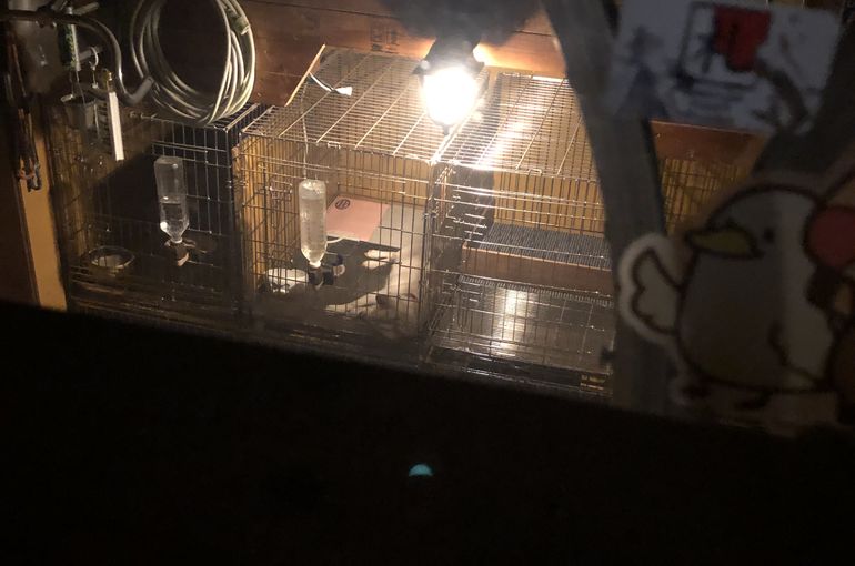 私の寝床から見えるのどか窓、