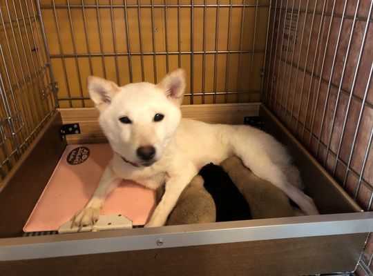 豆柴仔犬、成長中