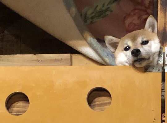 鈴仔犬3匹出産