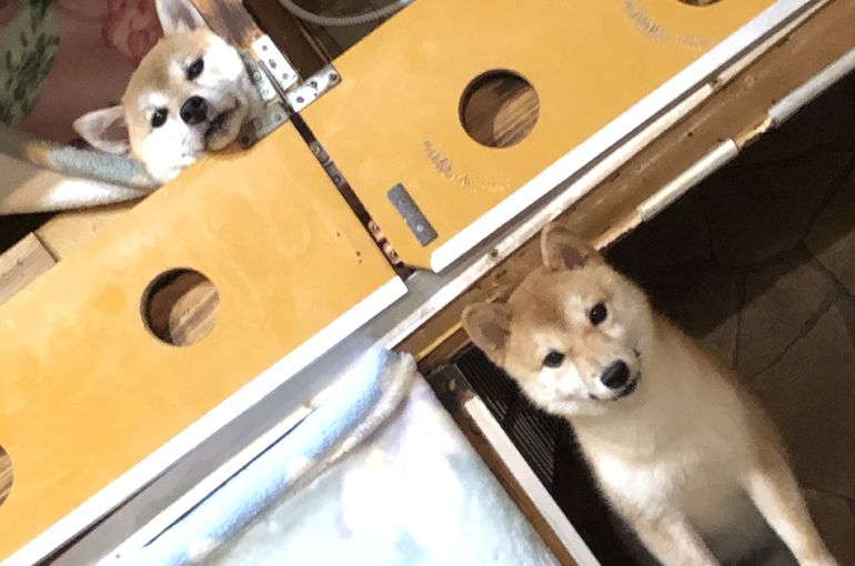 (下)夏ちゃんも、もう直ぐ出産予定