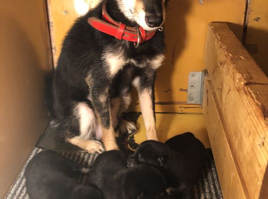 豆柴仔犬産まれてます！