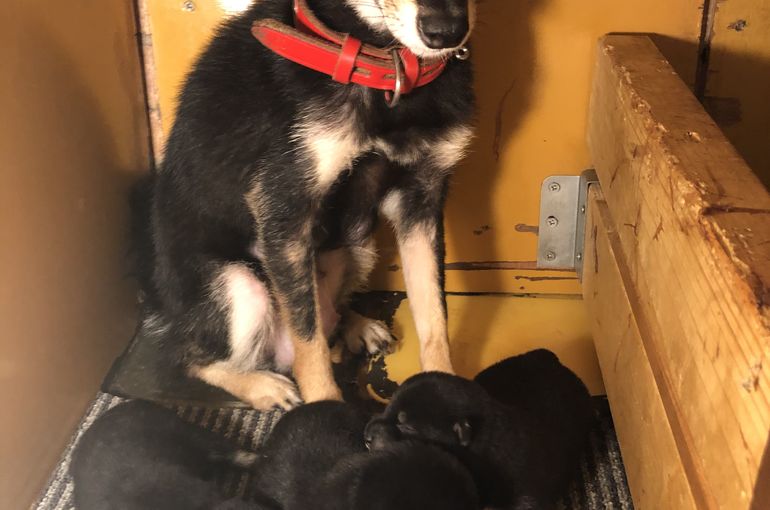 豆柴仔犬産まれてます！