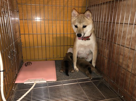 豆柴、蘭出産