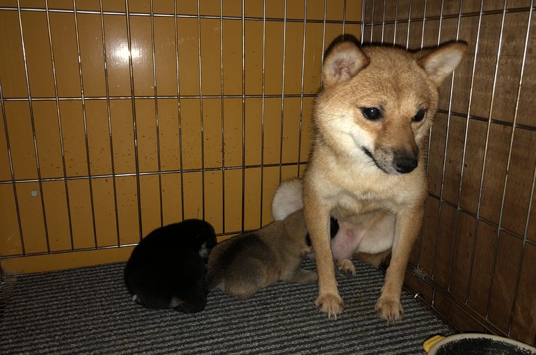 極小豆柴、春の仔犬です
