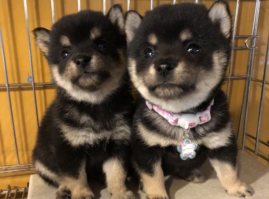 新しくYouTubeアップしました