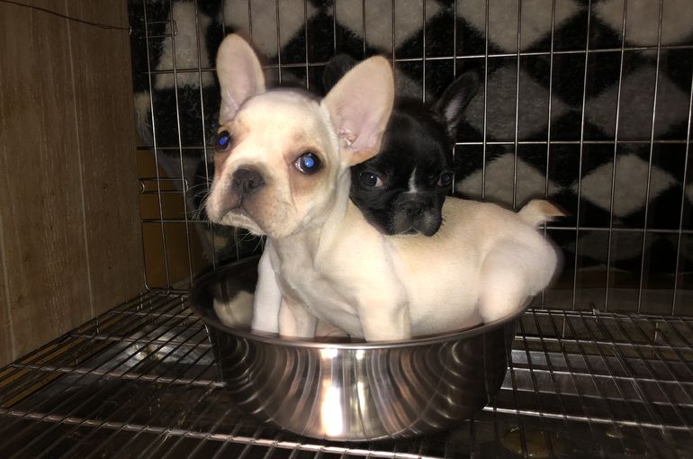 クリーム、オス