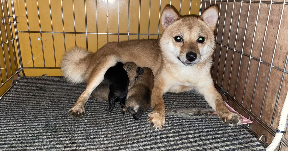 小豆柴 極小豆柴、生まれてます！