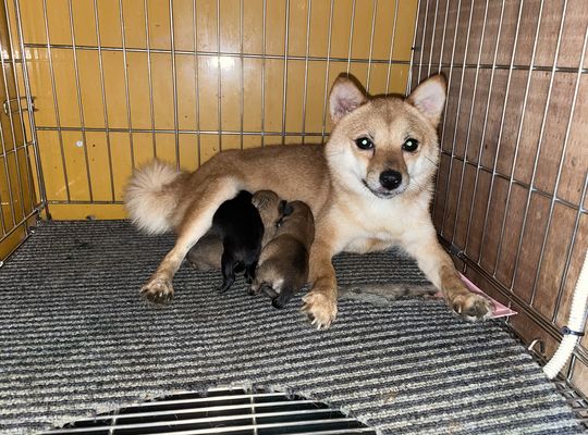 極小豆柴、生まれてます！