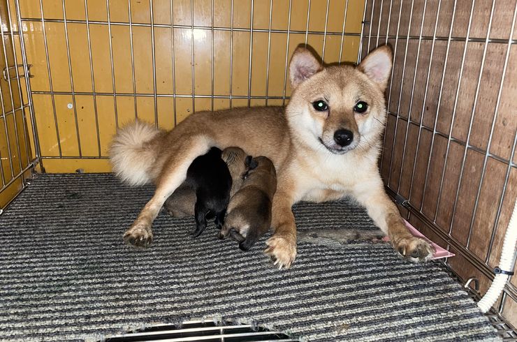 一部予約販売中 工具 メンテナンス 新品 Makita 18v6ah 雪マーク バッテリー マキタ リチウムイオン Www Disinfobservatory Org