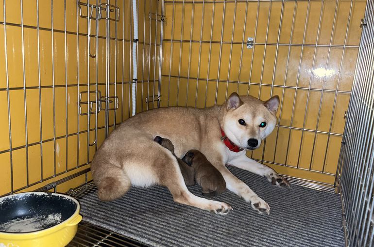 小麦の赤ちゃんも販売中です！