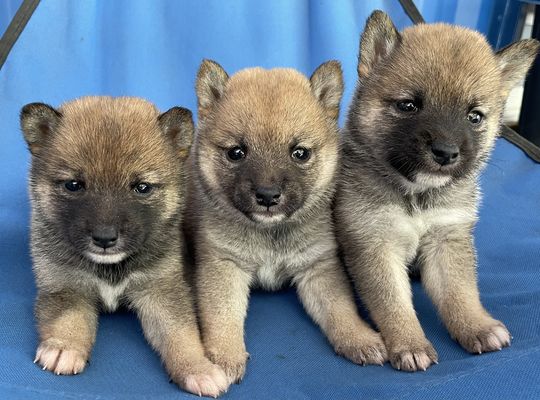 豆柴三姉妹販売中