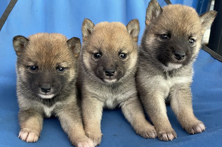 豆柴三姉妹販売中